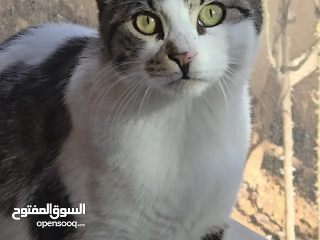قط بلدي ذكر للتبني ( مجانا)