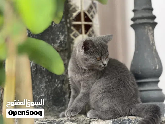 قطه للبيع سكوتش ستريت