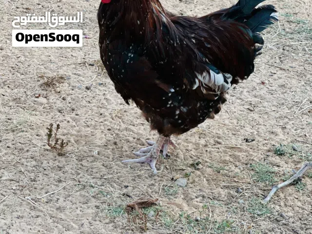 يوجد فرواج سايكس زهري الله يبارك درجة أولى