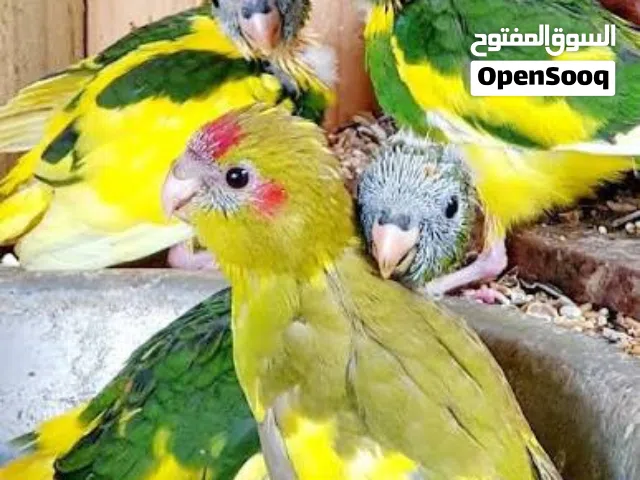 انتاج ببغاء كاكاريكي