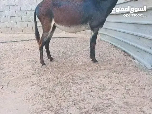 حمار للبيع اكرمكم الله