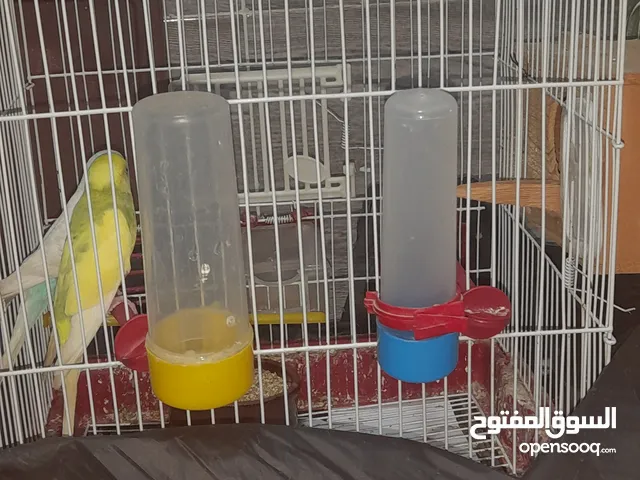 عصفورين للبيع