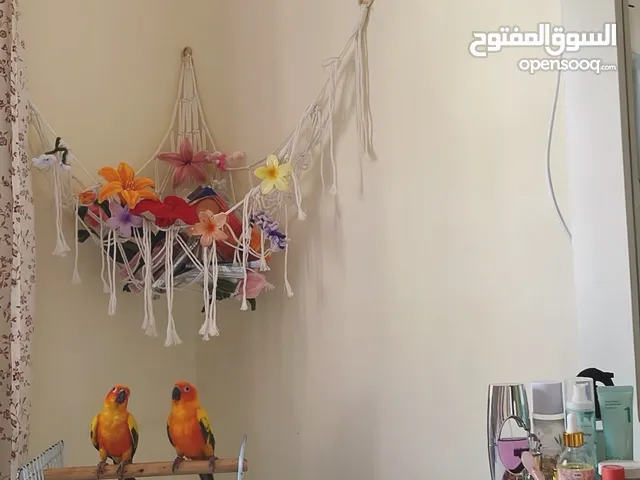 صن كنيور زوج