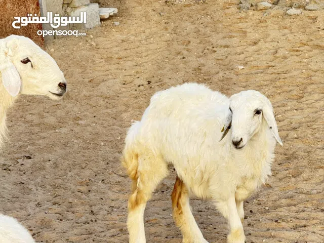 عرض خاص - عقيقة - ذبايح -تربية - حلال - اغنام