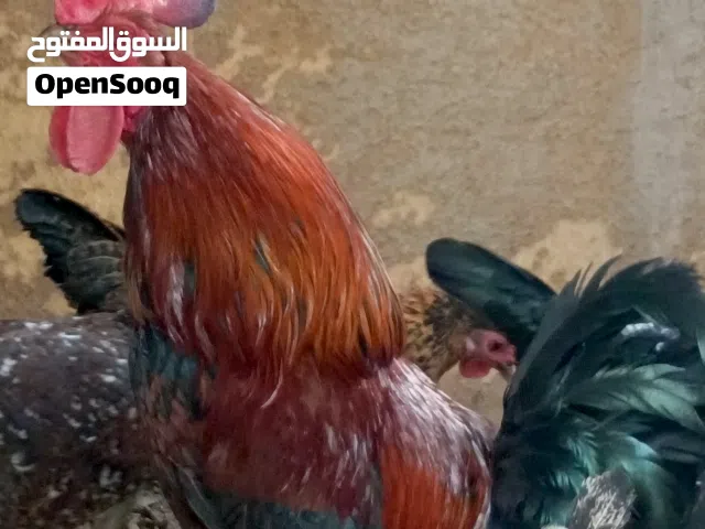 ديج عربي خط اول ضخامة و صحة