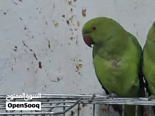أنثى ببغاء درة للبيع