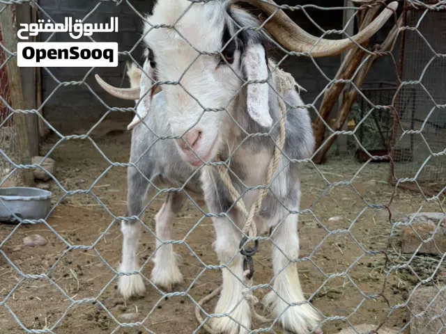 للبيع تيس مخصاي