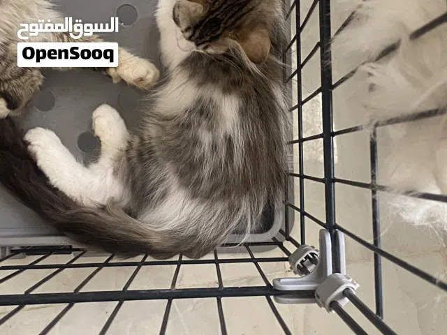 قط ذكر صغير للبيع