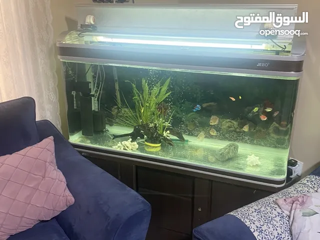 JEBO Fish tank big size urgent sale