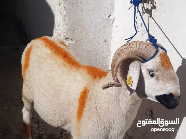 متوفر خرفان صردي و برقي / خروفات / بقر / ماعز