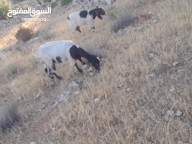 عنزتين سن جمع نضيف سوبر السوبر