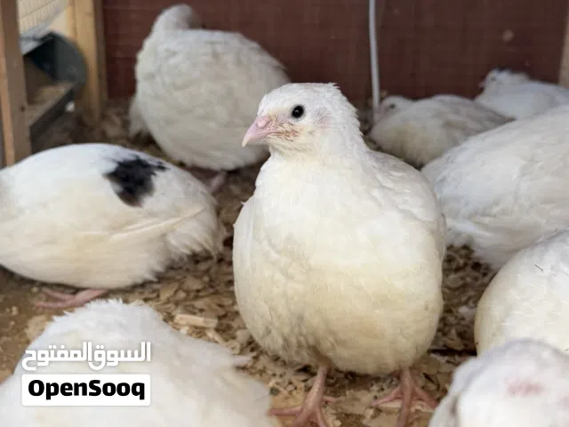 للبيع سمان تكساس جامبو