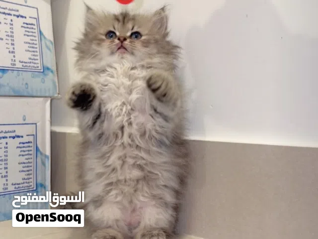 نعومه وفخامة السكوتش /Luxury Scottish kitten