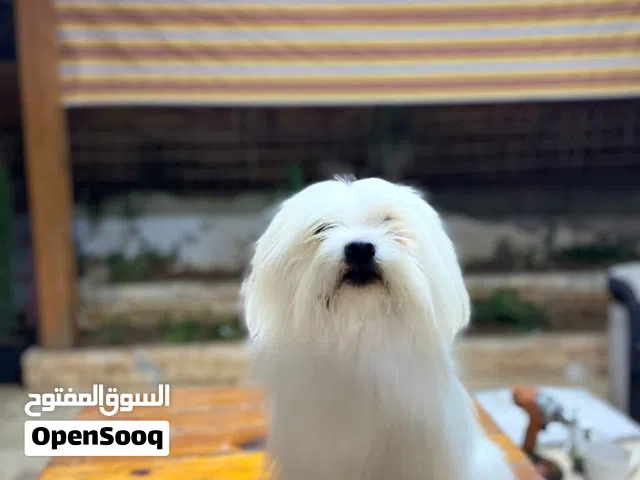 متاح كلب تيرير