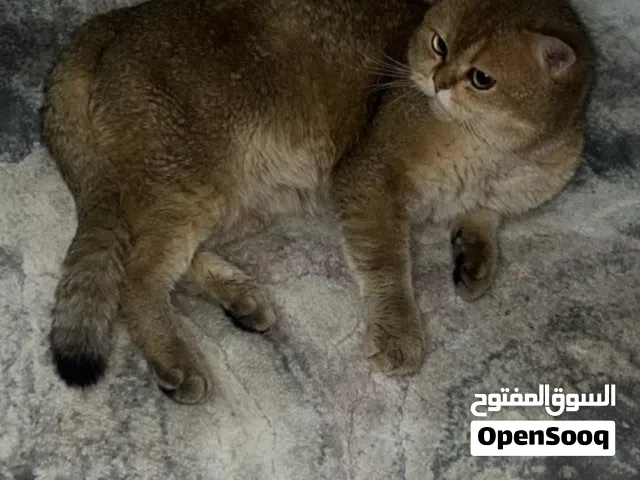 ذكر اصلي برتش هير  لتزاوج اي نوع قطه 35 ما خد منك عيال