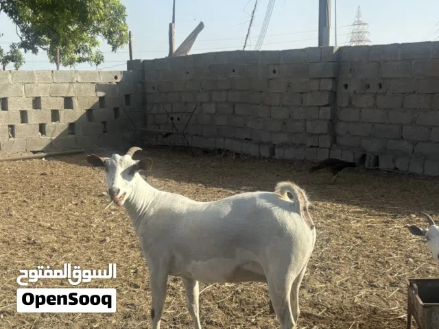 غنمه محليه بكر