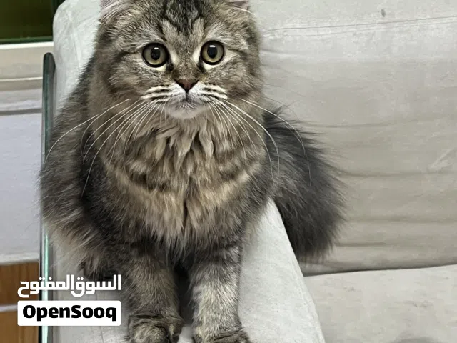 قطة فارسية صغيرة للبيع فقط Persian Kitten for Sale Only