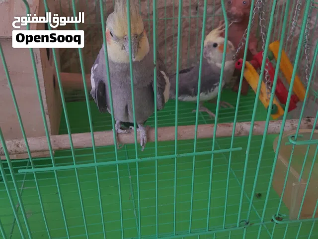 استمارة بيع زوج ببغاء كوكتيل شوف الوصف
