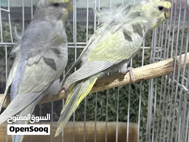زوج هاجرمو وردات وكرست
