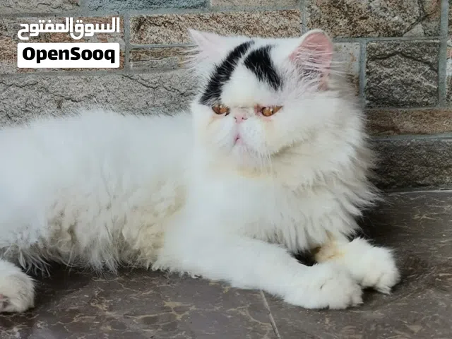 للبيع بيكي فيس بيور