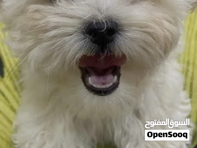 فرنش تيرير فرنسي