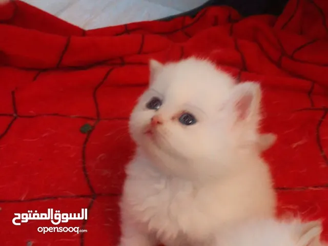 قطط كيتنز عدد 6 هيمالايا بيور مستوى قوي لون ابيض اورنج العمر شهر الام والاب هيمالايا بيور