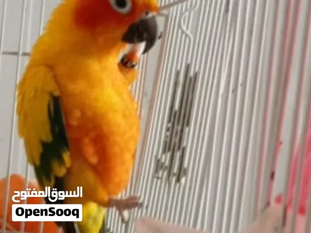 صن كنيور شمسي نثيه