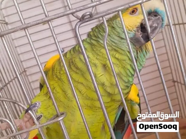 حبه بلو فرند