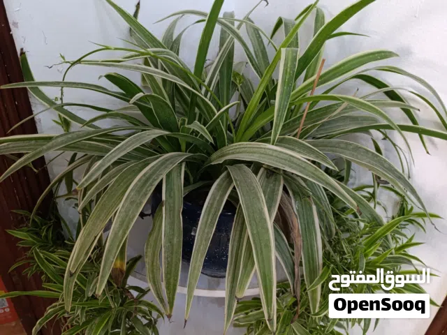 جلد النمر و العنكبوتية