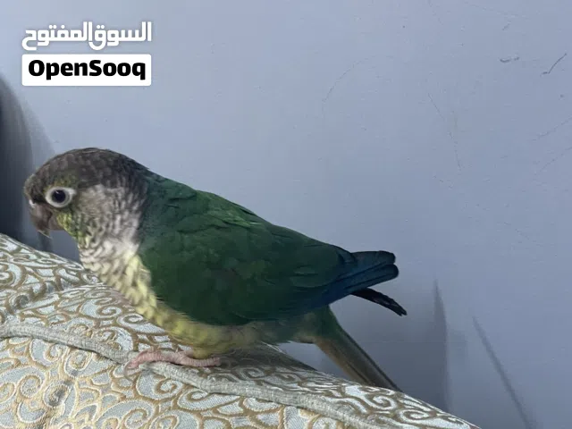 طير تركواز كنيور