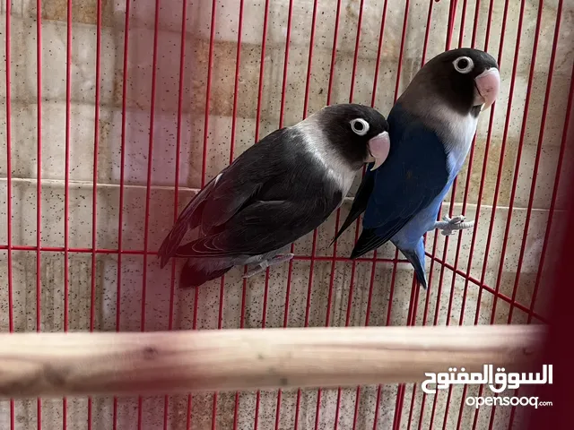 زوج فيشر ألوان نادرة