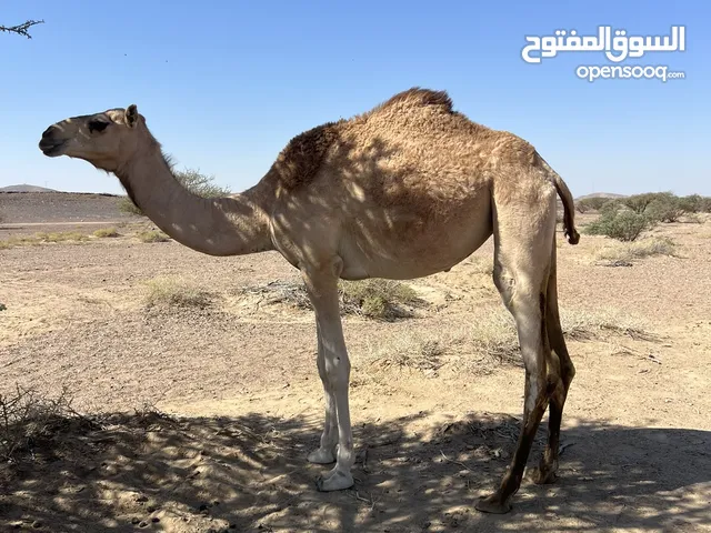 بكره حجه للبيع