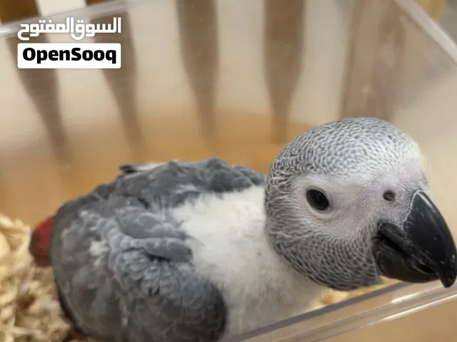 فرخ كاسكو غراي على الغر عمره شهرين واليف وودود ويحب يلعب ومناسب للاطفال