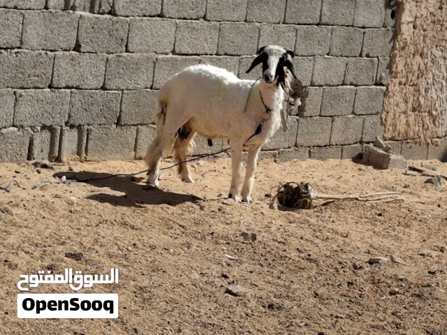 خروف الله يبارك.