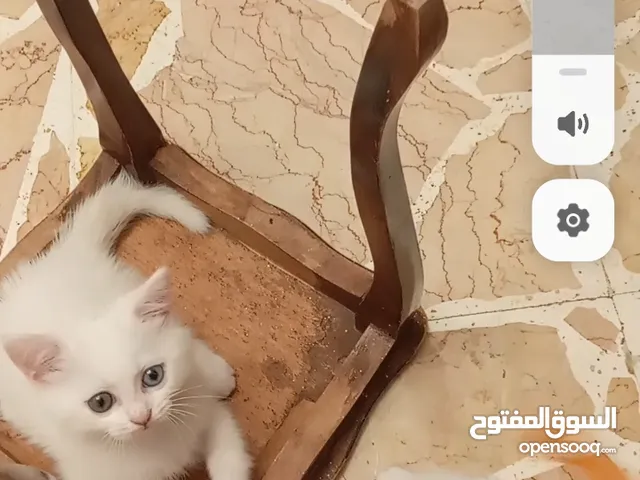 قطط صغيرة للبيع  نوعها ميكس انغورة و سكوتش