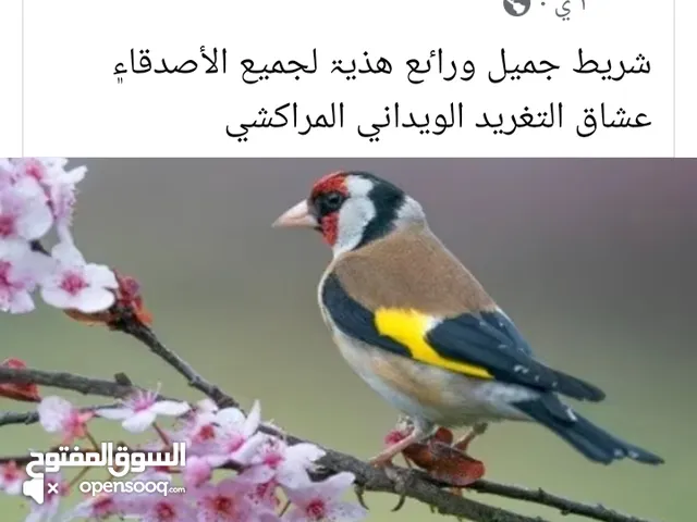 مطلوب طيره حسن تكون شغاله