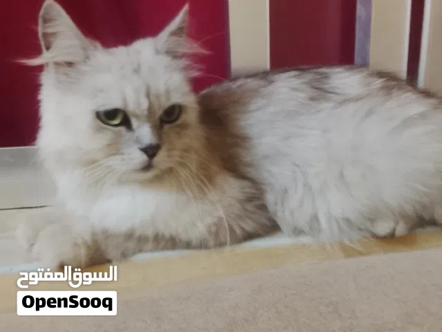 قطه شيرازيه للبيع