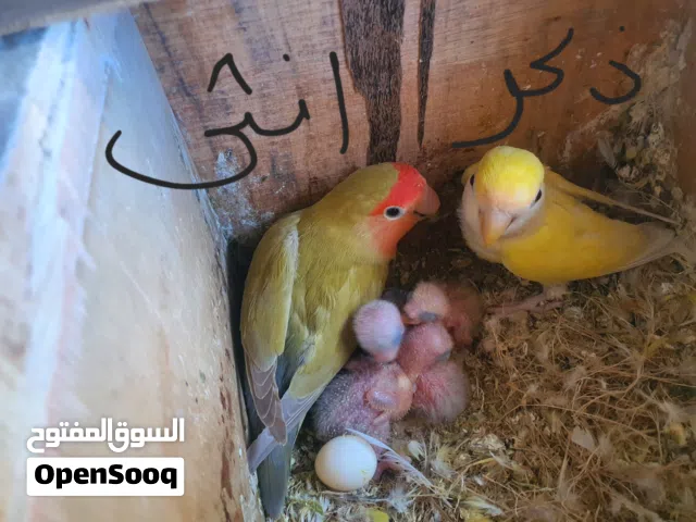 جوز روز مع فراخو