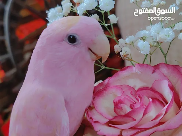للبيع ببغاء الروز لون بنكي أليف جدا ولعوب