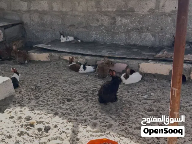 للبيع أرانب