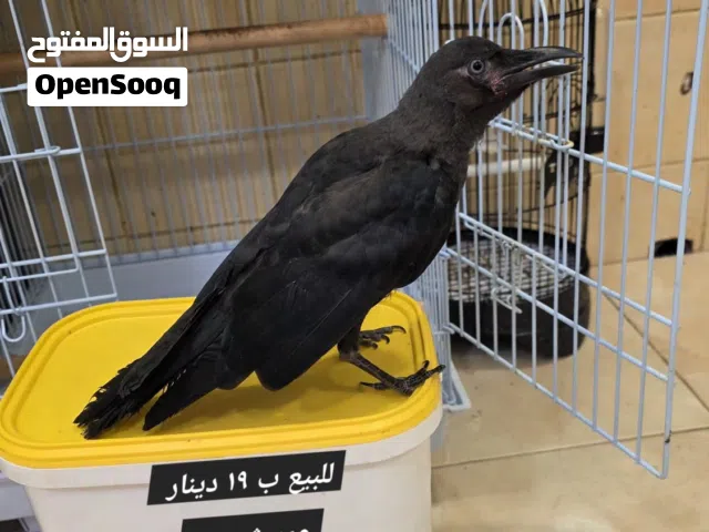 غراب للبيع نهايه غر