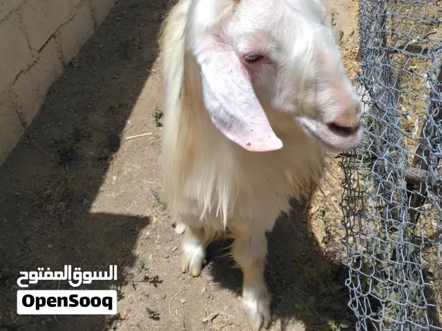 تيس تربيه وطعام دار