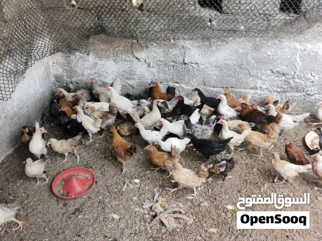 دجاج محلي للبيع