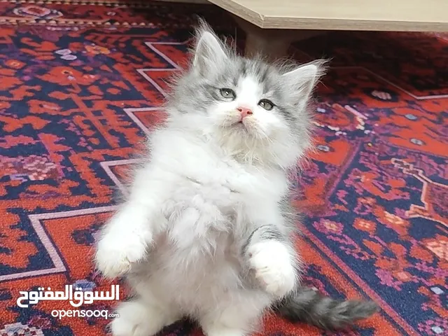 قطة صغيرة كتن مجموعة متنوعة مع الأغراض والتوصيل