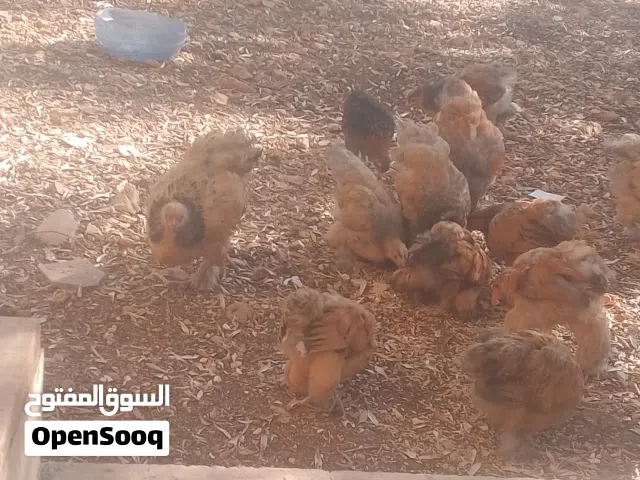 12 حبة براهمي سراحات