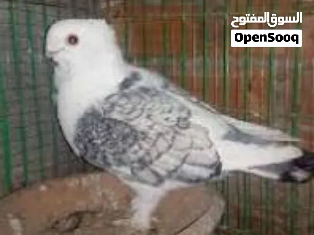 فحلين سنتنايت 30 دينار