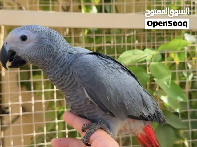 متوفر للبيع فروخ كاسكو