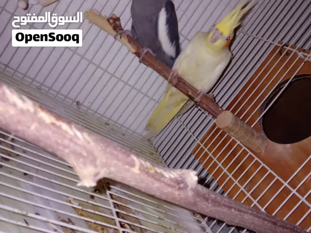 زوج كوكتيل منتجين مع القفص و البياضه اد