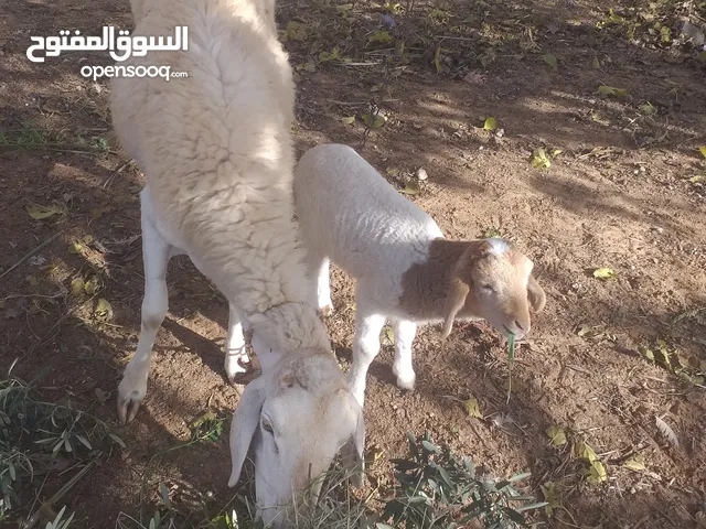 نهجه للبيع