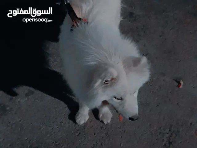 كلب أنثى سموايت أليفة جداً العمر 8 شهور